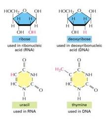 7. RNA E TRASCRIZIONE Chimicamente l RNA è molto simile al DNA: anch esso è un polimero di nucleotidi composto da quattro tipi di monomeri (Fig. 7.1).