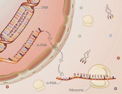 8. IL CODICE GENETICO E LA TRADUZIONE Una volta identificato l mrna come molecola deputata a trasferire l informazione dal DNA alle proteine (Fig.8.1), resta da comprendere come i 4 nucleotidi di cui sono composti gli acidi nucleici possano specificare la sequenza delle proteine, che sono costituite da 20 amminoacidi diversi.