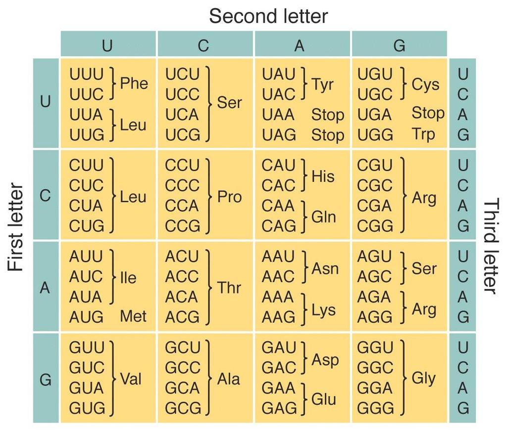 1 La sintesi proteica Una volta decifrato il codice genetico ci si può chiedere come l informazione codificata dal DNA e trascritta nell mrna possa specificare la sintesi di una determinata catena