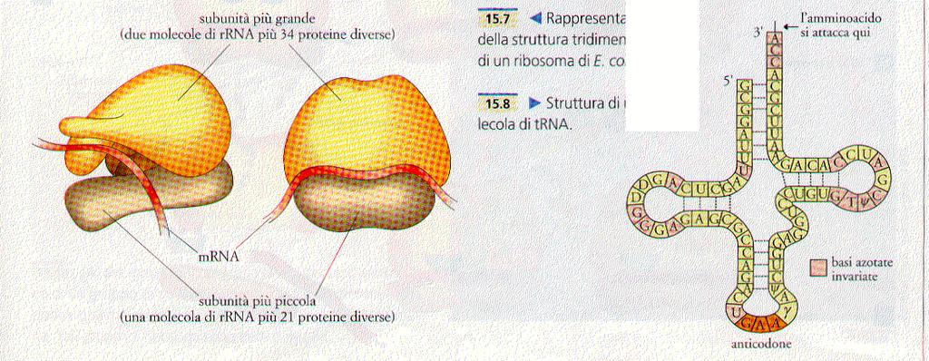 rrna che le compongono vengono in genere espresse in unità Svedberg (S).