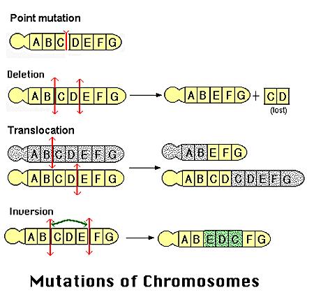 Inversioni: sono dovute a pezzi di cromosoma che si staccano e s inseriscono in posizione capovolta.