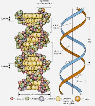 1. LA DOPPIA ELICA Fig. 1.1 Struttura a doppio filamento di un breve segmento di DNA. I montanti della scala sono costituiti da molecole di zucchero alternate a gruppi fosfato.