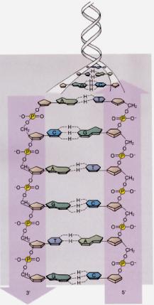 Il passo dell elica è di 3,4 nm (10 coppie di basi). Fig. 1.2 Un nucleotide è formato da un gruppo fosfato, da uno zucchero a cinque atomi di carbonio e da una base azotata.