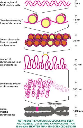 2. COM È ORGANIZZATO IL DNA? L intero DNA genomico di una cellula eucariotica è contenuto nel nucleo.