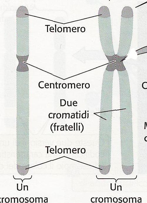 3. CARATTERISTICHE STRUTTURALI DEI CROMOSOMI DEGLI EUCARIOTI Il cromosoma degli eucarioti è costituito da cromatina, un complesso di DNA, proteine cromosomiche e RNA, che può presentarsi sotto forma