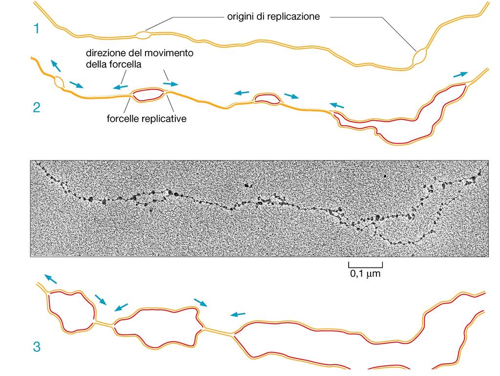 4. REPLICAZIONE DEL DNA Caratteristica peculiare del DNA è la sua capacità di autoreplicarsi, che rappresenta il fondamento della trasmissione dell informazione genetica.