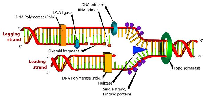 La polimerizzazione di una nuova catena di DNA (Fig. 4.