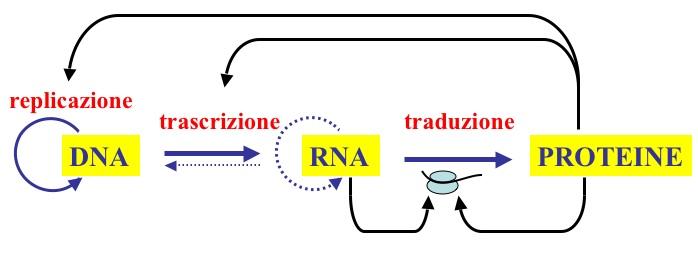 geni codificano proteine; esistono alcuni geni il cui unico prodotto è una molecola di RNA ( ad esempio i geni per gli RNA ribosomiali, per i trna, ecc). 5.2 Il genoma umano Fig. 5.1 Il flusso dell informazione genetica.