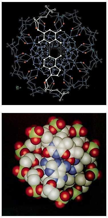 DNA-B : i due solchi deviazioni dal modello: le irregolarità