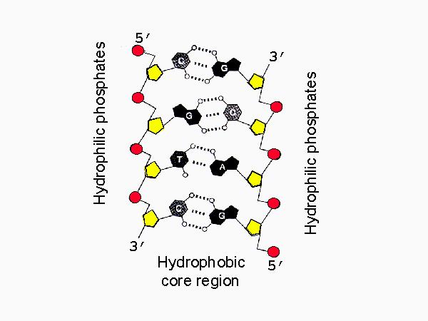 Forze d interazione nella struttura del DNA interazioni idrofobiche: interno idrofobico (basi impaccate) esterno idrofilico (gruppi fosfato) legami a idrogeno tra basi complementari forze