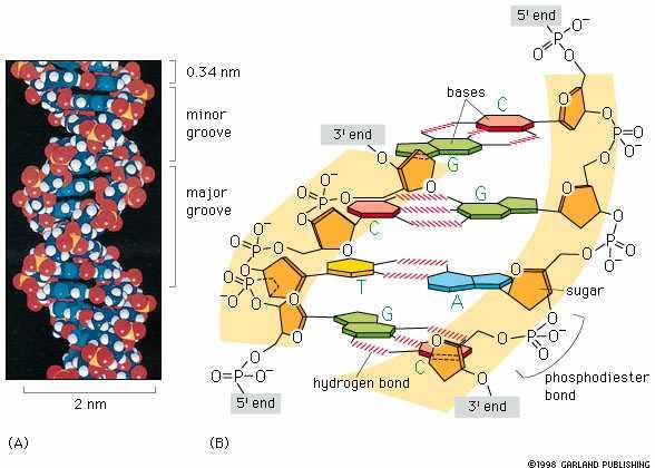 Le strutture a doppia elica sono strutture rilassate, non ci sono costrizioni conformazionali Lo scheletro