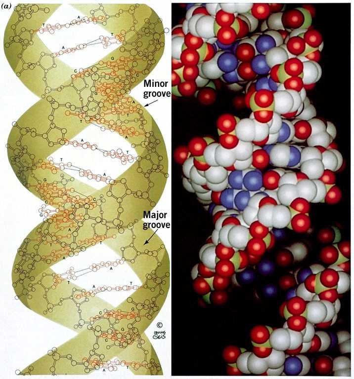 DNA-A Le fibre di DNA preparate in condizioni di bassa umidità (75%) assumono la forma