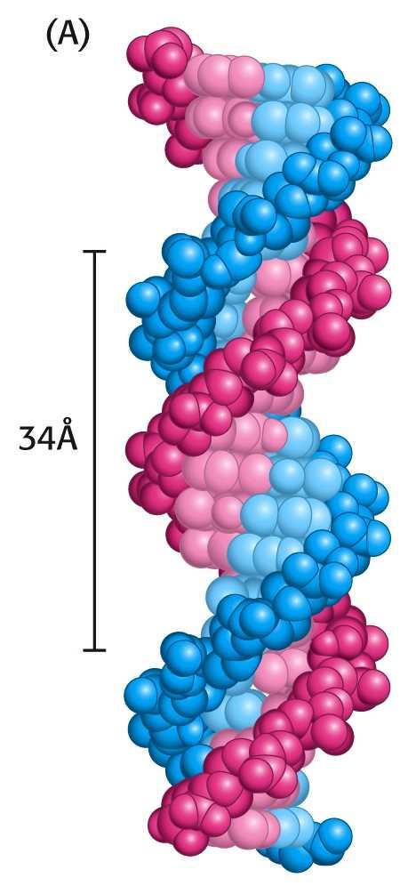 Watson-Crick: modello - DNA duplex Basi separate di 3.