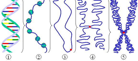 Cromatina La cromatinarappresenta la forma in cui gli