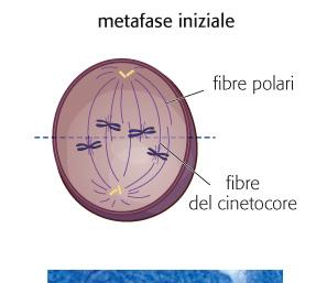 nucleare.