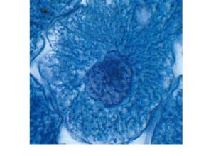 microscopio ottico.