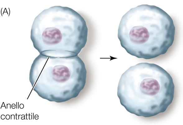 che avviene per strozzatura nelle cellule animali e per