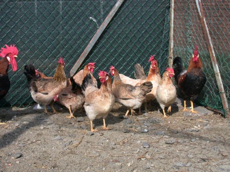 Famiglia: : Galliformi Genere: Gallus Specie: gallus Nome comune: Modenese Codice iscrizione Registro nazionale: Sinonimi accertati: pollo Modenese, Gallina Modenese, Fulva di Modena Sinonimie