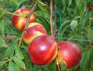 Il frutto è tondeggiante di buona pezzatura ( AA ). L aspetto è molto attraente con sovraccolore rosso intenso, praticamente totale.