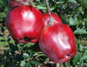 GRUPPO RED DELICIOUS Anche il gruppo Red ha standard estetici elevatissimi.