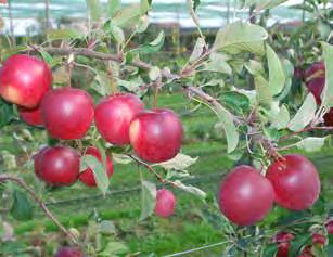 La polpa è soda, croccante di ottimo sapore, piacevolmente aromatica. Ottima la serbevolezza.