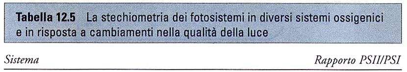 non è richiesta una stechiometria 1:1 il fotosistema II è in