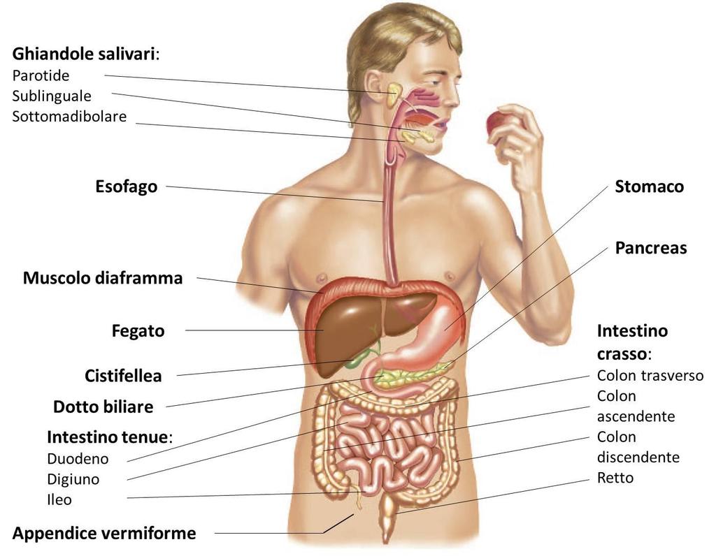 1 TAPPA, LA BOCCA La bocca comprende: palato, lingua, guancie, saliva, labbra. Gli organi più importanti per la digestione sono denti e lingua. la saliva viene prodotta dalle ghiandole salivari.