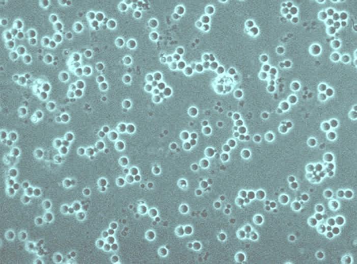 Saccharomyces cerevisiae - Baker s