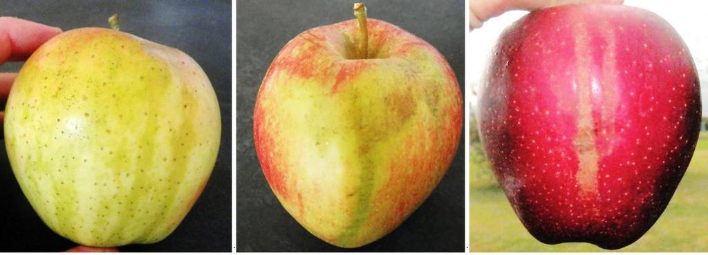 Ambrosia 2014 Braeburn 2014 Red Delicious 2014 Sintomi di Patina