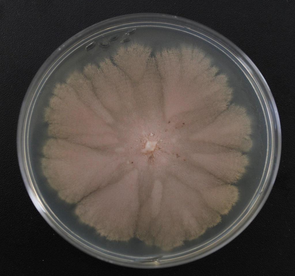 Coltura di Aureobasidium