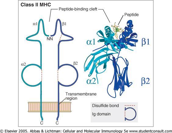 diversa specificità per i peptidi. 2.