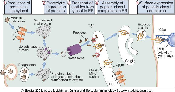 PRESENTAZIONE DELL ANTIGENE