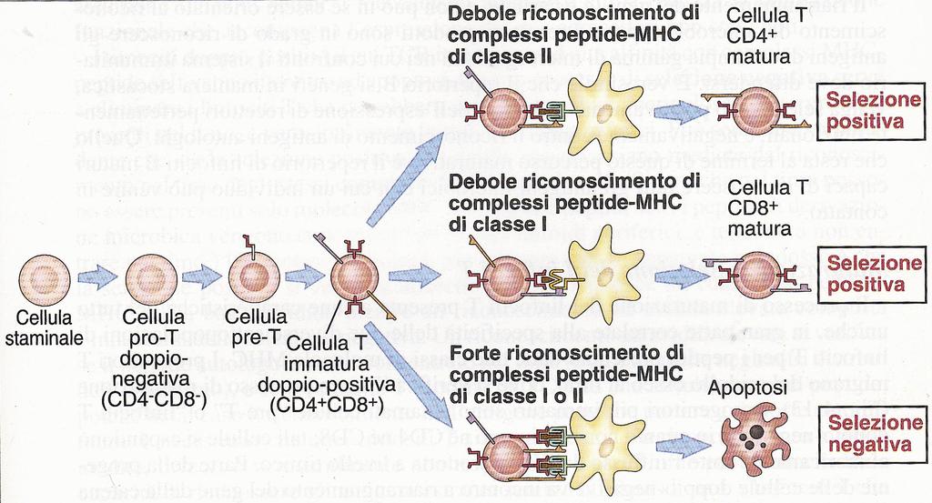 Maturazione e Selezione dei Linfociti T Il processo di maturazione dei linfociti T presenta alcune caratteristiche uniche, correlate alla specificità delle due diverse sottopopolazioni di linfociti T