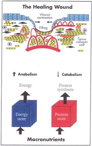 FARMACONUTRIZIONE: nutrienti essenziali e ruoli ARGININA ZINCO VITAMINA C RAME, SELENIO, MANGANESE ALTRI AMMINOACIDI E VITAMINE Stimola anabolismo proteico (increzione di GH).