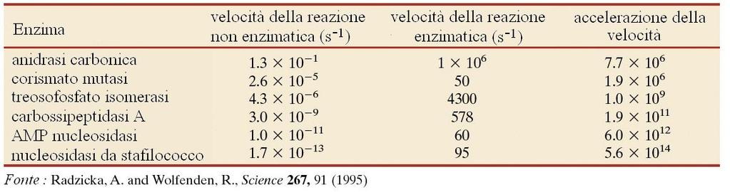 Velocità di reazioni più elevate: le velocità delle reazioni catalizzate dagli enzimi sono normalmente da 10 6 a 10 14 superiori rispetto a quelle delle corrispondenti trasformazioni chimiche non