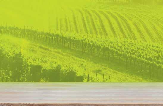 I VINI BIANCHI del Trentino Alto Adige, Veneto, Sardegna, Lazio, Campania Il vino bianco più esportato al mondo.