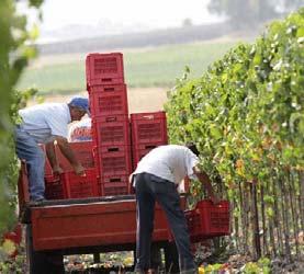 esterni) Coltivazione uve Lavorazione terreno Potature Concimazione Trattamenti