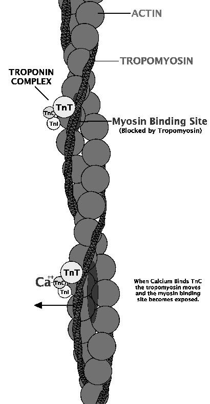 TnT Legame Tn-tropomiosina Troponina
