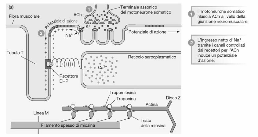 L acetilcolina viene rilasciata dal motoneurone somatico.