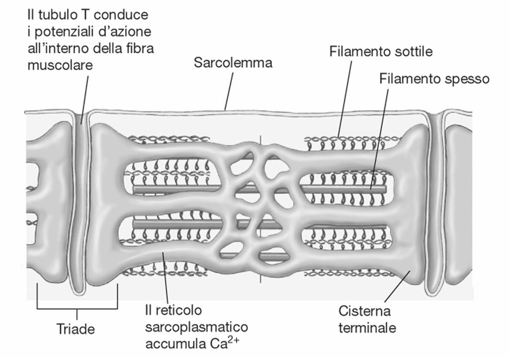 Il reticolo sarcoplasmatico avvolge ogni singola miofibrilla.