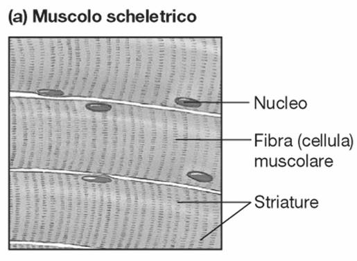 Le fibre muscolari scheletriche appaiono striate e multinucleate. Controllano i movimenti del corpo. Sono volontari, si contraggono in risposta a stimoli che provengono da motoneuroni.