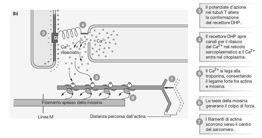 Quando il potenziale d azione raggiunge un recettore diidropiridina (DHP), la connessione meccanica fra il recettore e il reticolo sarcoplasmatico apre i canali per il Ca 2+.