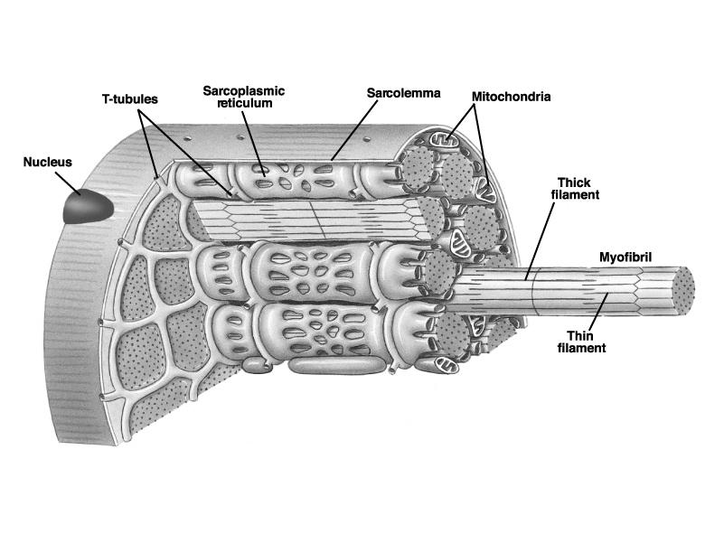 Fibra (cellula) muscolare Tubuli T Reticolo sarcoplasmatico