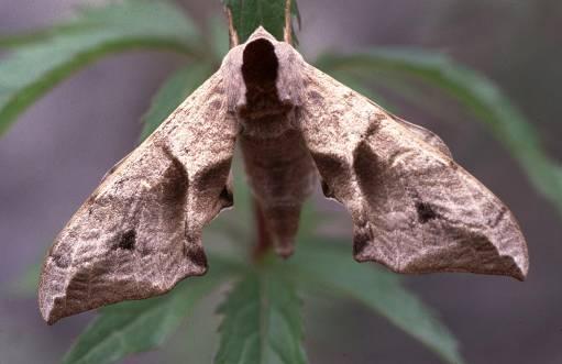 le conoscenze sullo status di conservazione di singole specie e di poter predisporre i piani di intervento finalizzati alla salvaguardia di siti, di comunità o di singole popolazioni, con particolare