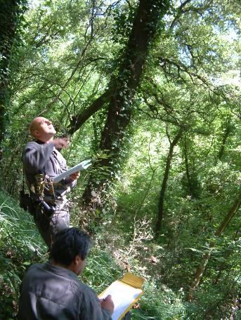 Azione 2 Monitoraggio Forestale Il monitoraggio ha visto la partecipazione di 9 oasi alla rete nazionale del progetto CONECOFOR del Corpo Forestale dello Stato per monitorare lo stato di salute degli