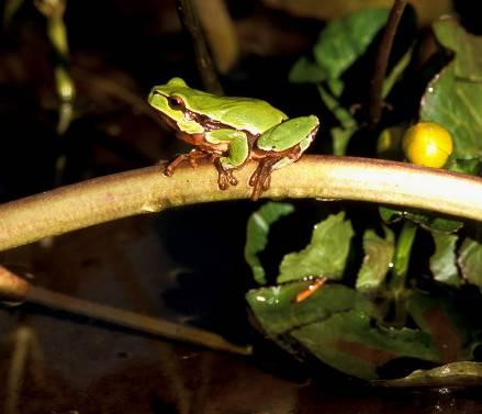 Per questi motivi gli anfibi rappresentano dei buoni indicatori biologici dei cambiamenti ambientali in atto sia a scala locale sia a scala mondiale.