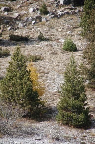 Il Pino Montano Pinus montanus L.