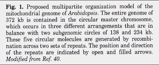 Plant mitochondrial genome organization