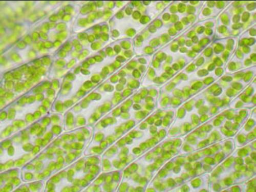 DNA cloroplastico ctdna Il numero di copie di cpdna per cloroplasto dipende dalla specie ci sono molte copie di cpdna per