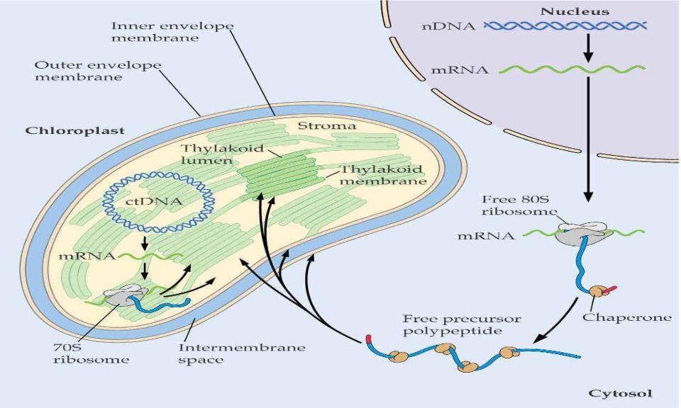 Importazione di proteine